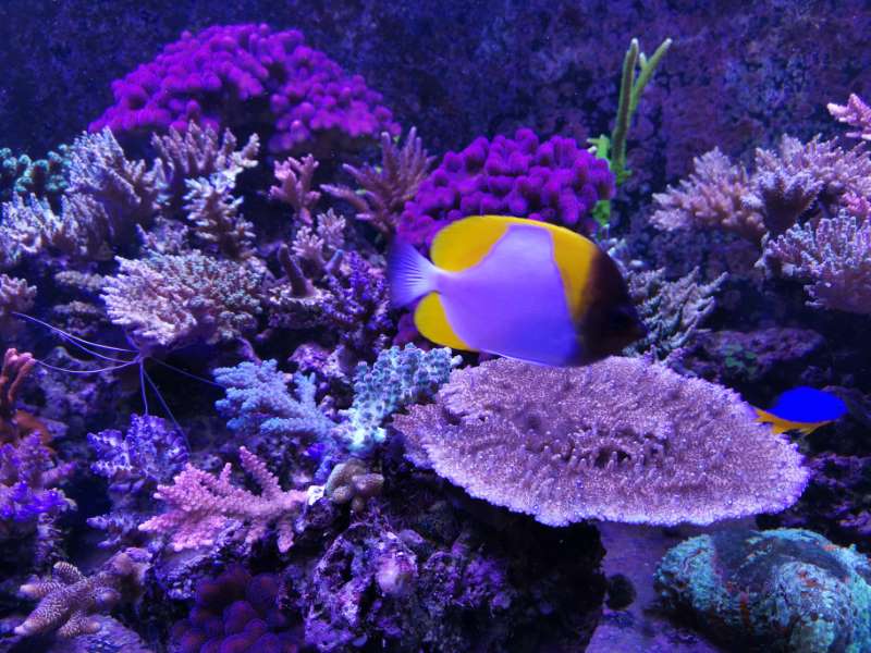 Coralli per acquari